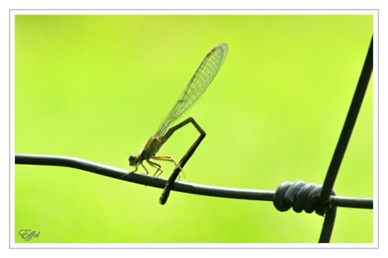 Les Photos - Sortie macro/nature Etang de Lemps - 30 juin Dsc_8510