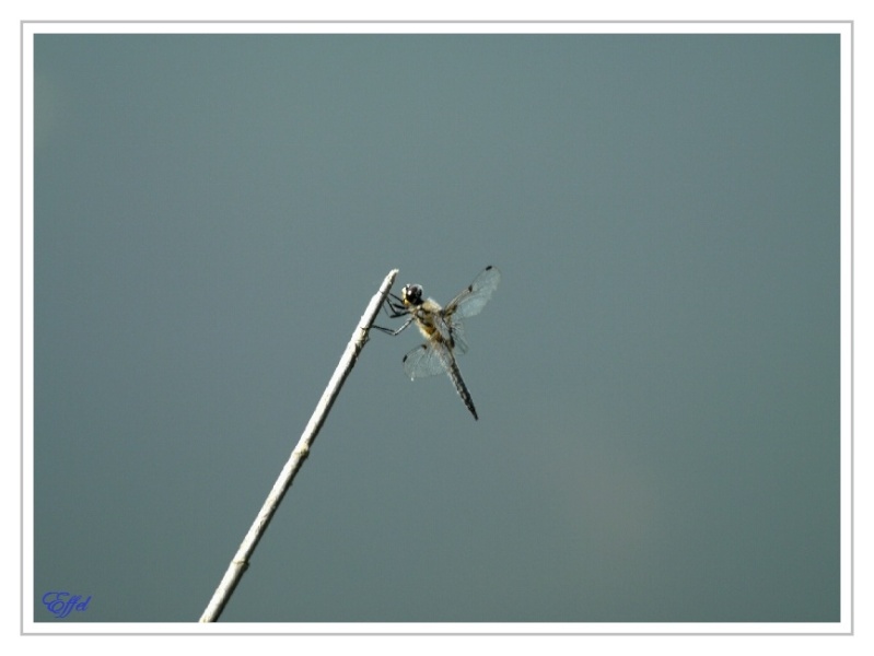 Les Photos - Sortie macro/nature Etang de Lemps - 30 juin P1000813