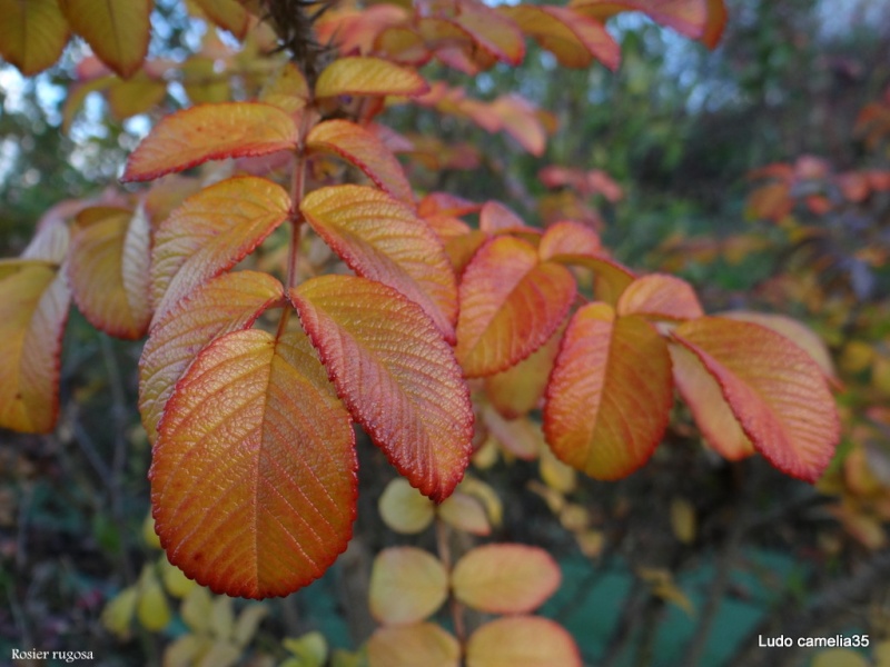 couleurs d'automne - Page 4 Dsc00411