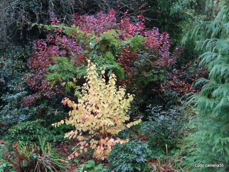 couleurs d'automne - Page 5 Dsc01510