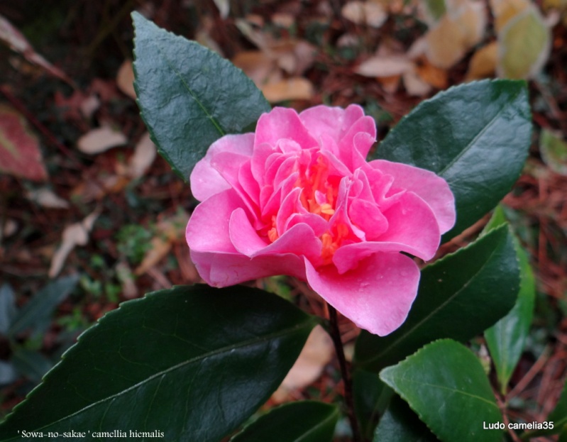 Les Camellias: variétés, floraison, culture. Saison 2012 - 2013 - Page 4 Dsc01710