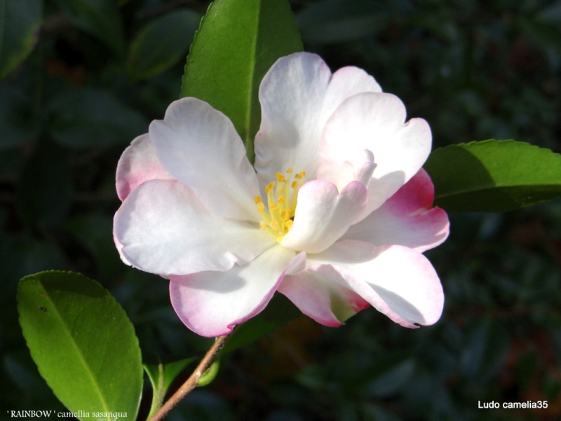 Les Camellias: variétés, floraison, culture. Saison 2012 - 2013 - Page 3 Dsc05911