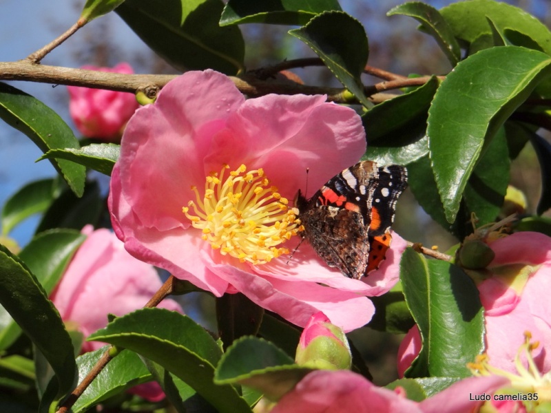 Les Camellias: variétés, floraison, culture. Saison 2012 - 2013 - Page 4 Dsc05913