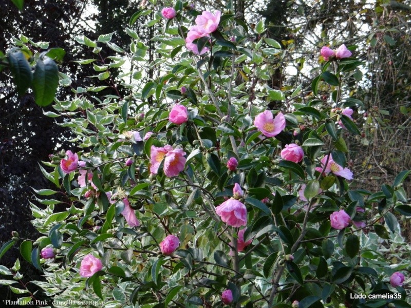 Les Camellias: variétés, floraison, culture. Saison 2012 - 2013 - Page 4 Dsc06011