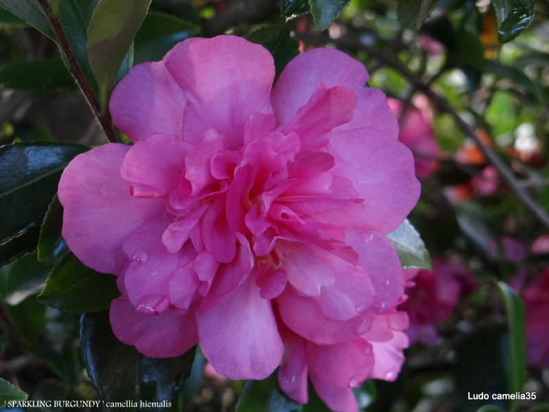 Les Camellias: variétés, floraison, culture. Saison 2012 - 2013 - Page 4 Dsc07610