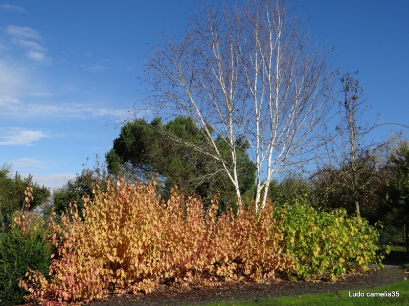 couleurs d'automne - Page 4 Dsc07710