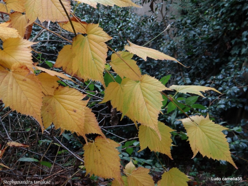couleurs d'automne - Page 7 Dsc09110