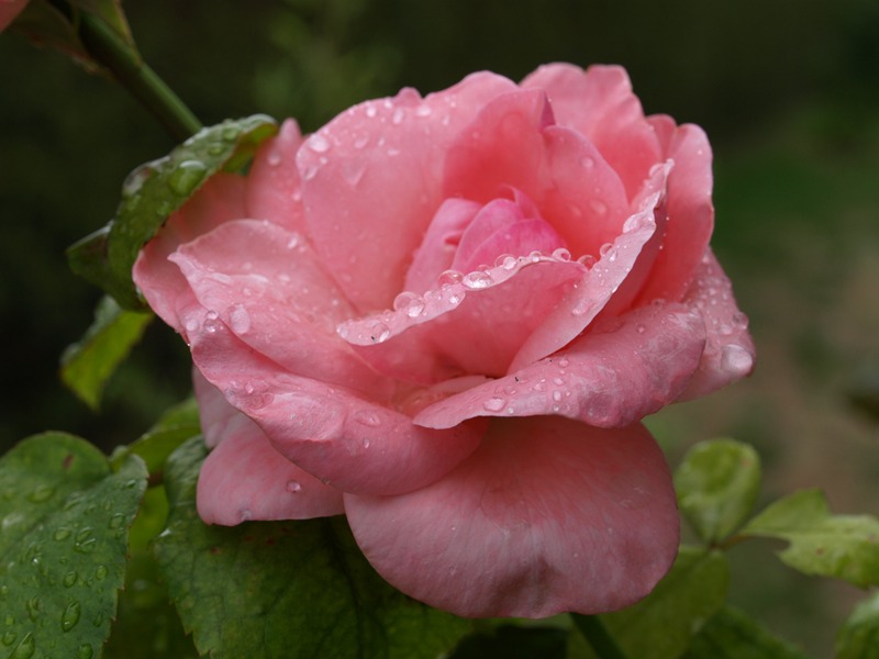 Rose après la pluie 63364410