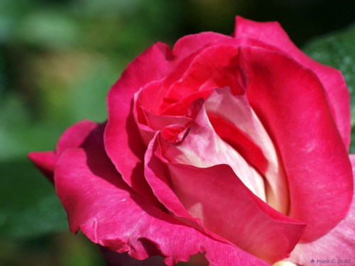 Rose ... rouge...  jaune... toujours une Rose ! ! (ajout 2 roses  29.06.2012 (4 et 5)  ) P6021710