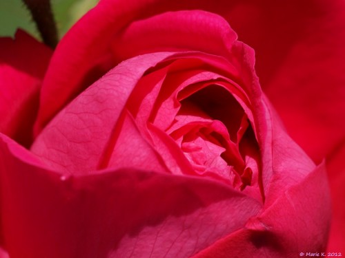 Rose ... rouge...  jaune... toujours une Rose ! ! (ajout 2 roses  29.06.2012 (4 et 5)  ) P6021811
