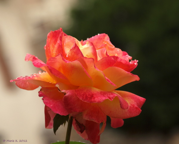 Rose ... rouge...  jaune... toujours une Rose ! ! (ajout 2 roses  29.06.2012 (4 et 5)  ) P6252010