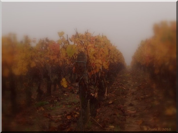  vigne dans la brume + une   Pa233611