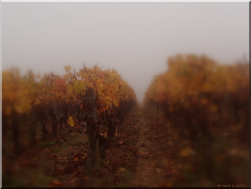  vigne dans la brume + une   Pa233613