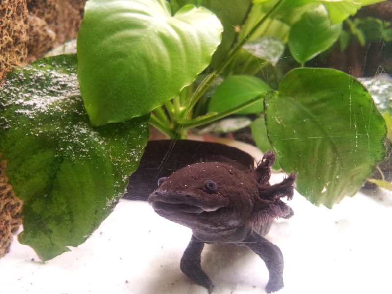 Mon aqua axolotl  2012-046