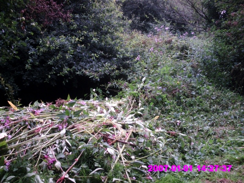 addlestone river bourne  - the flowers -  Himalayan balsam Crim0013