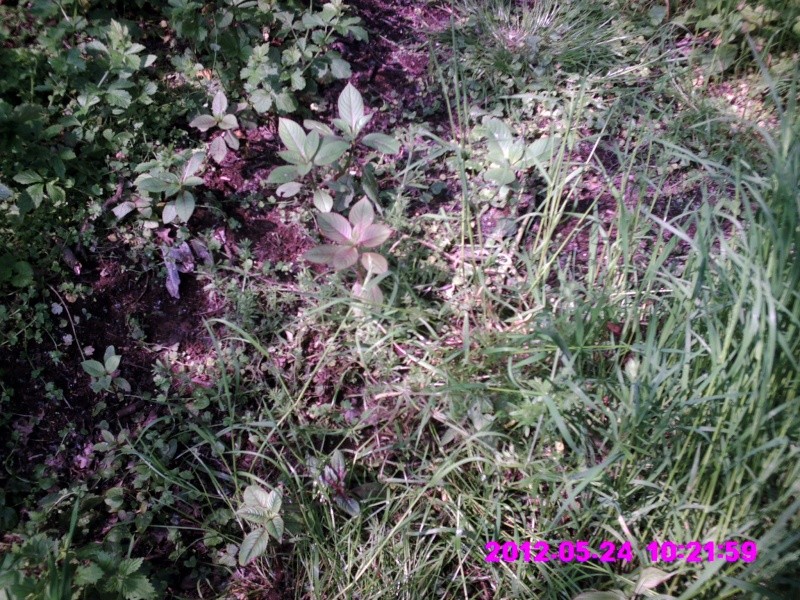 addlestone river bourne  - the flowers -  Himalayan balsam Crim0076