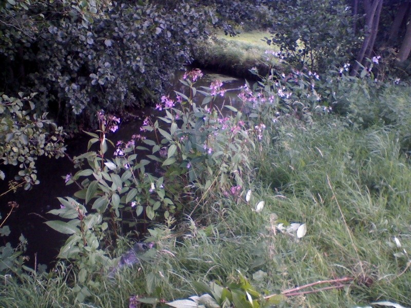 addlestone river bourne  - the flowers -  Himalayan balsam Dsc_0116