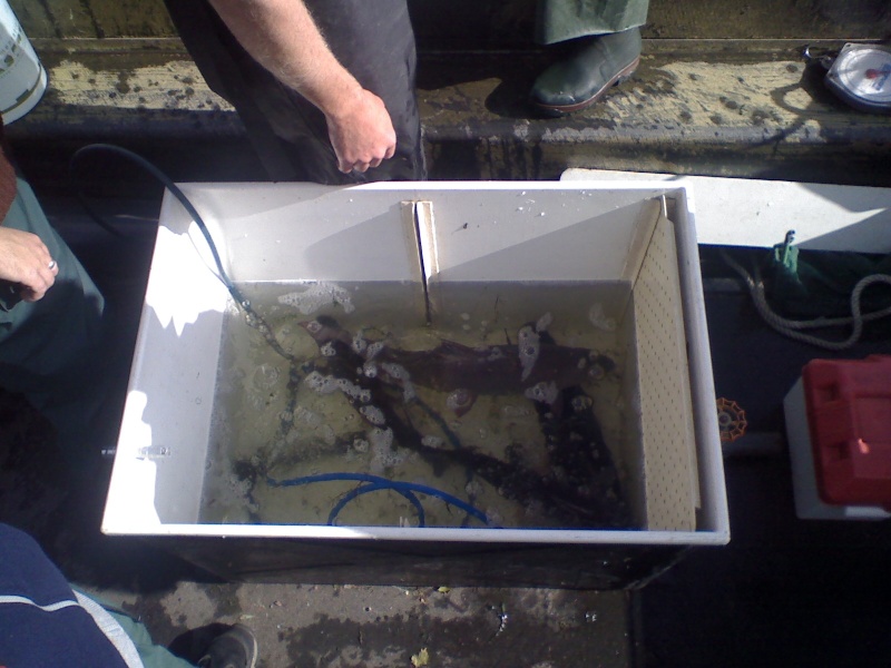 A Lower Thames Fish Survey Dsc_0154