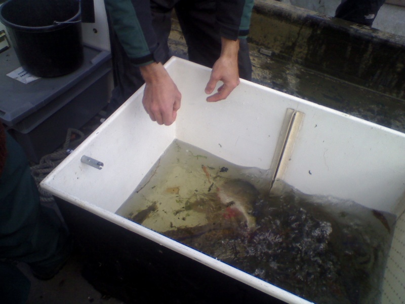 A Lower Thames Fish Survey Dsc_0164