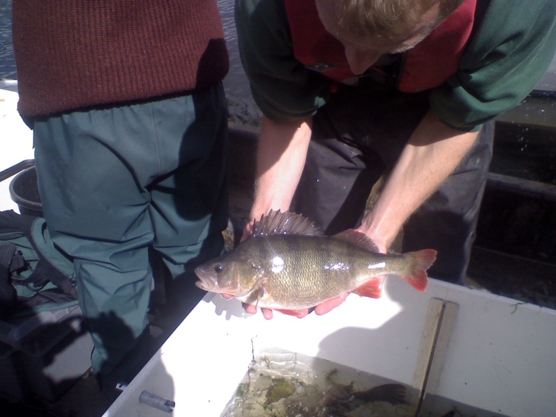 A Lower Thames Fish Survey Dsc_0165