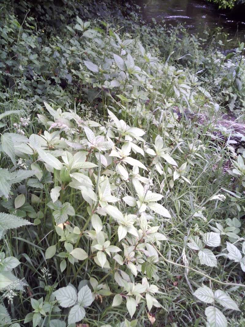 addlestone river bourne  - the flowers -  Himalayan balsam Dsc_0252