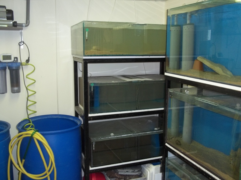 presentation de ma fishroom 102_0766