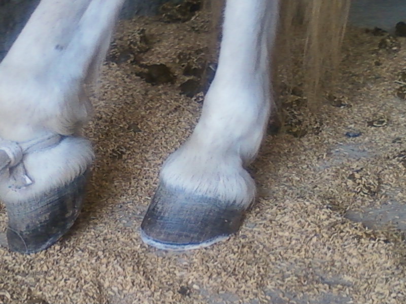 Les pieds de Timba, cheval des montagnes Postap10