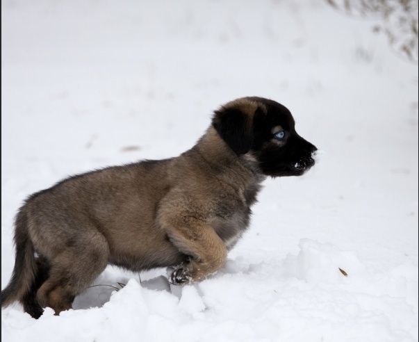 Pourrions nous répondre à ses besoins (X berger australien)? Chiots10