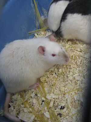 Pleins de rats et rates abandonnés à la SPA de Marenne (69) 39998110