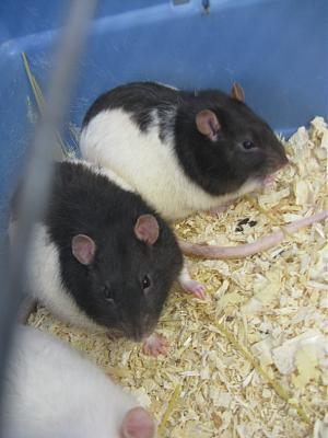 Pleins de rats et rates abandonnés à la SPA de Marenne (69) M56t10