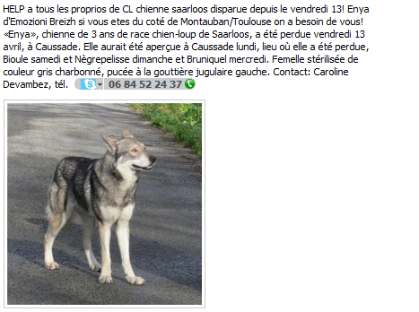 Enya, chien loup de Saarloos , Toulouse Enia11