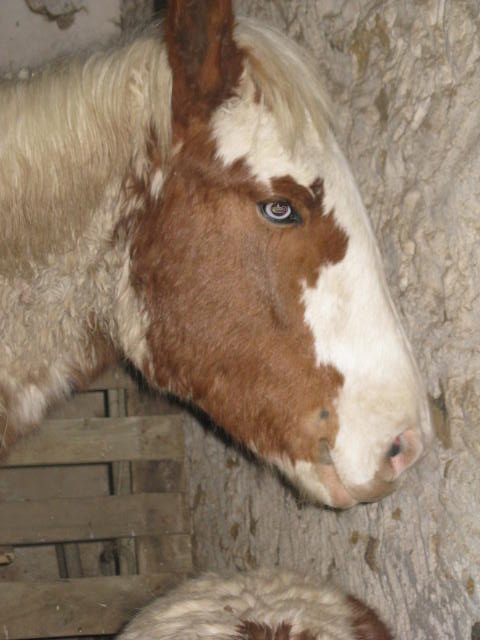  Bambou  (ONC) et Coco de la Rabelais (Trait) - Sauvé par euryale (2011 - 2013) Bambou10