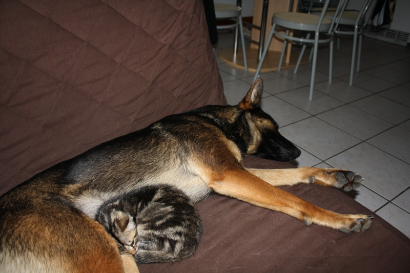 Un chien peut se prendre pour un chat? et vis versa? 00319