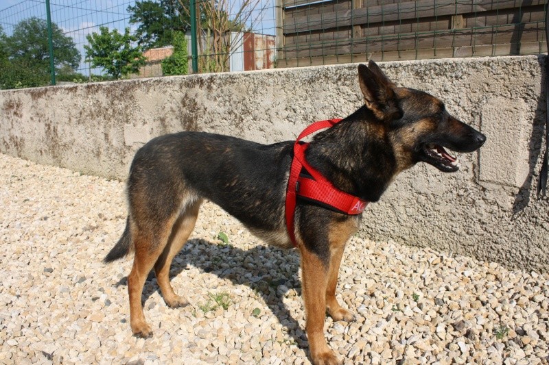 Harnais Animalin 00513