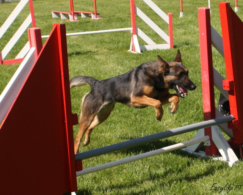 Easy à l'agility Img_2212