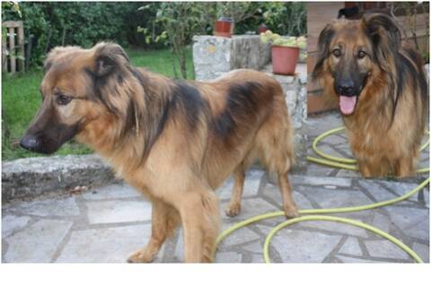 Rex 5 Ans Croisé Berger Allemand Colley 79