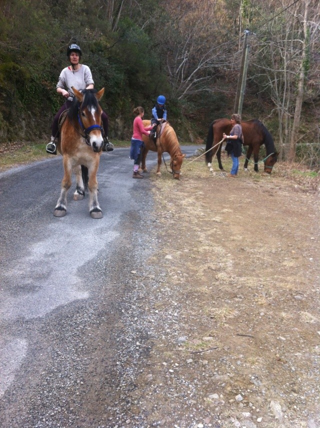 (Dept19) Valiant (décédé)et Pin Up ,Fjord x Haflinger, sauvés par Marion du 66 (Juin 2011) - Page 15 Photos20