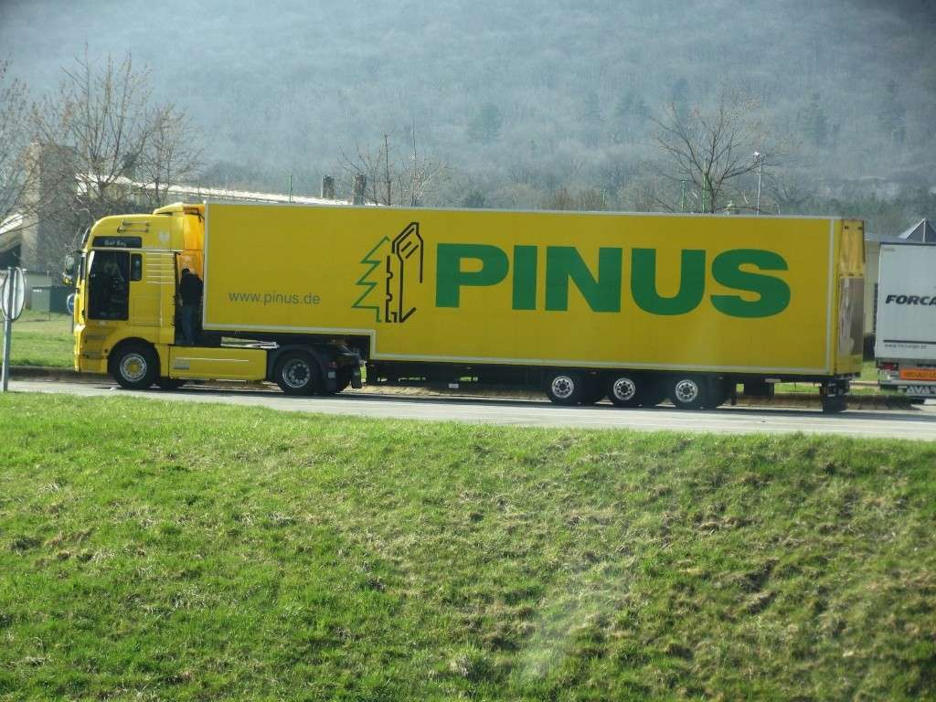 Pinus  (Karlsruhe) Dscf6455