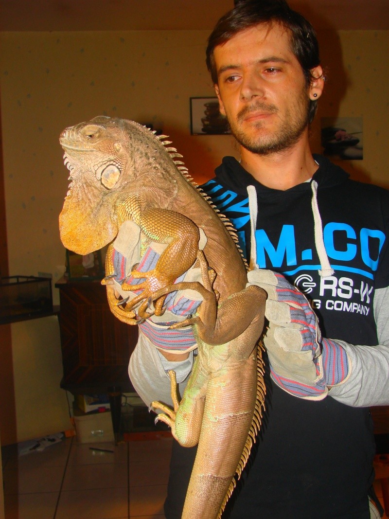 ma femelle iguane 00613