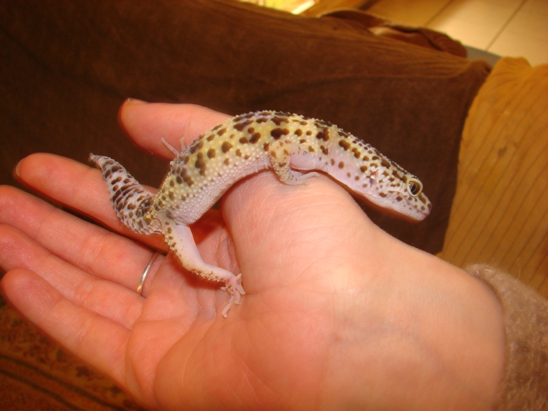 nouvelles photos geckos  03810