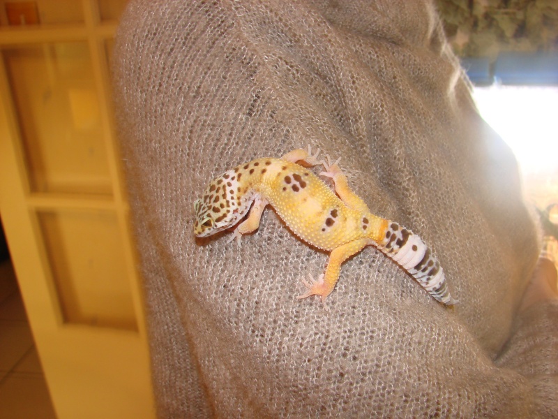 nouvelles photos geckos  04310