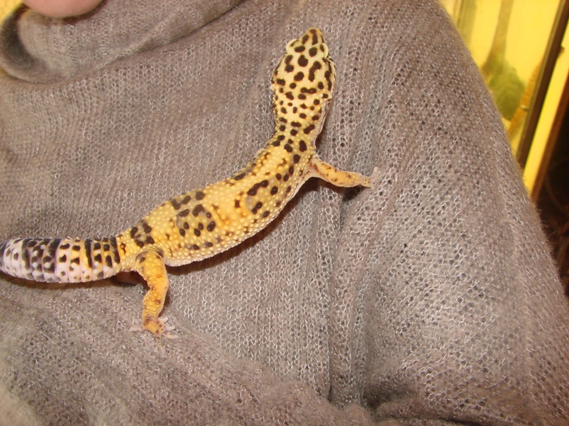 nouvelles photos geckos  05210