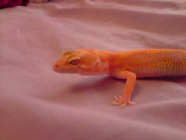 Post your geckos eye pictures *Warning Pic Heavy* P1409111
