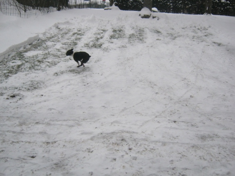 terrier - Fée boston terrier et la nature l'hiver... - Page 2 01-02-10