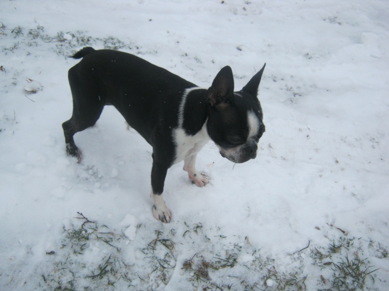 terrier - Fée boston terrier et la nature l'hiver... - Page 2 01-02-14