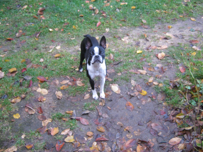 Fée Mélusine, boston terrier , crèches dans les monts du Forez. 09-11-18