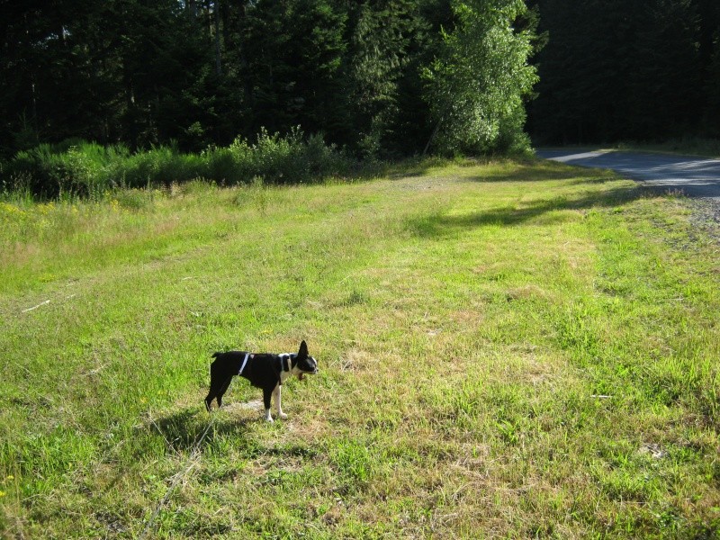 Fée Mélusine d'Alampur Terrier de Boston - Page 18 14072209