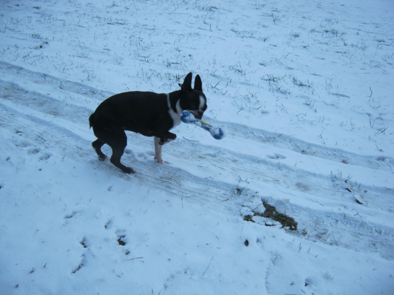 Fée boston terrier et la nature l'hiver... - Page 2 17-12-58