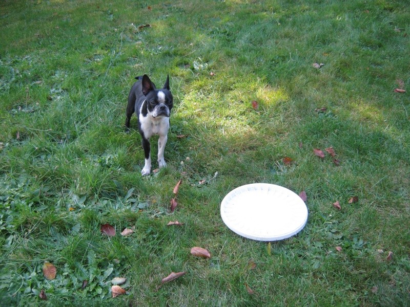 canin - Fée Mélusine d'Alampur Terrier de Boston - Page 20 22-10-24