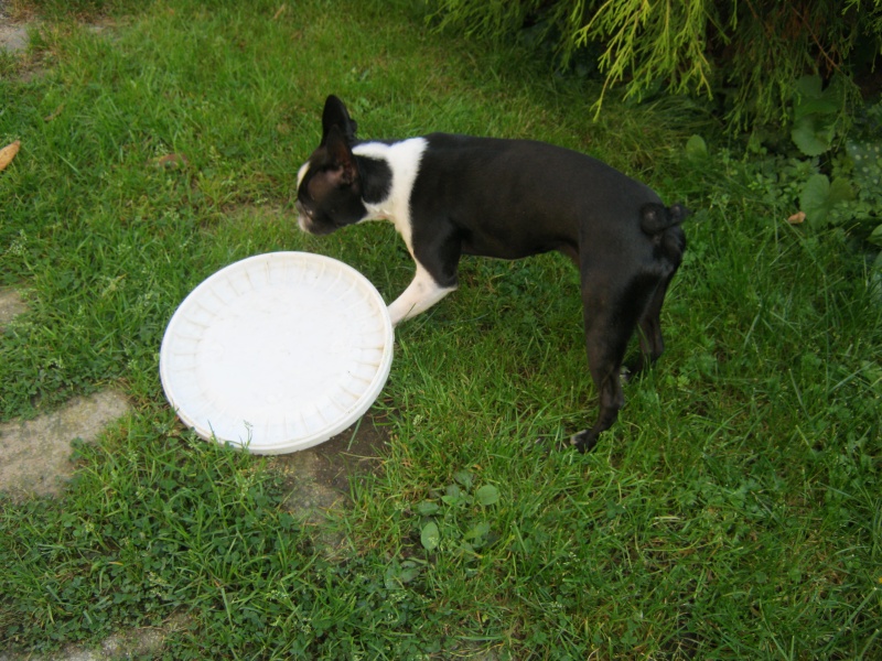 canin - Fée Mélusine d'Alampur Terrier de Boston - Page 20 22-10-35